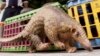 FILE- A Malaysian pangolin walks past cages containing 45 others as a wildlife officer watches in Kuala Lumpur, Aug. 8, 2002. 