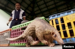 FILE- A Malaysian pangolin walks past cages containing 45 others as a wildlife officer watches in Kuala Lumpur, Aug. 8, 2002.
