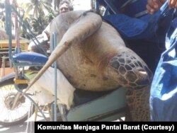 Seekor penyu sisik yang ditangkap nelayan dan hendak dijual ke lepau tuak di Tapanuli Tengah, Sumatera Utara, Minggu, 1 September 2019. (Courtesy: Komunitas Menjaga Pantai Barat)