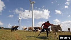 A Masaai herdsman looks after his cattle near the power-generating wind turbines at the Kenya Electricity Generating Company station in Ngong hills, southwest of the capital Nairobi, July 17, 2009. 