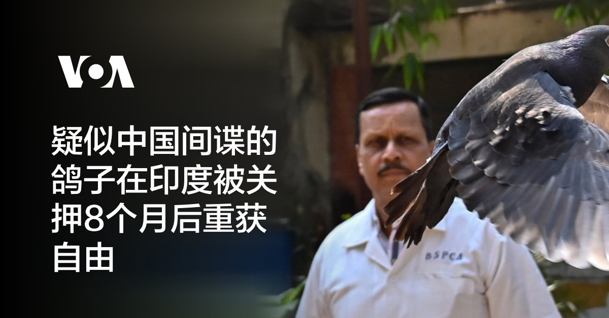 疑似中国间谍的鸽子在印度被关押8个月后重获自由
