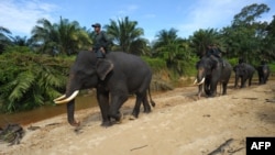 Indonesian mahouts and elephants conducting a patrol along Leuser Ecosystem corridor close to palm oil plantations in Leuser National park, South Aceh, April 16, 2016. 