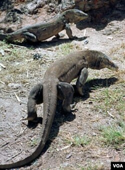 Komodo-komodo di Pulau Komodo, provinsi Nusa Tenggara Timur.