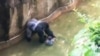 Sacrifican a gorila para proteger a un niño