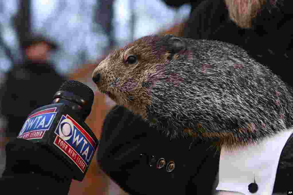 Groundhog Club handler A.J. Dereume holds Punxsutawney Phil, the weather prognosticating groundhog, during the 136th celebration of Groundhog Day on Gobbler&#39;s Knob in Punxsutawney, Pennsylvania.&nbsp;Phil&#39;s handlers said that the groundhog has forecast six more weeks of winter.