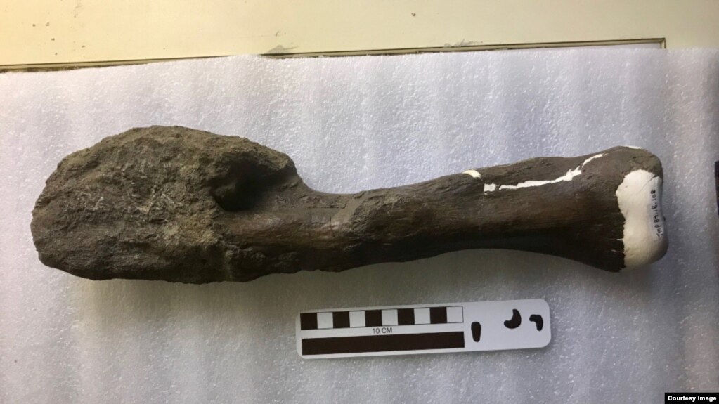 This photo shows a badly malformed end of a fossilized fibula leg bone from a Centrosaurus dinosaur. Scientists originally thought it represented a healing fracture, but researchers have now determined it was a cancerous tumor. (Danielle Dufault, Royal Ontario Museum)