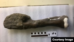 This photo shows a badly malformed end of a fossilized fibula leg bone from a Centrosaurus dinosaur. Scientists originally thought it represented a healing fracture, but researchers have now determined it was a cancerous tumor. (Danielle Dufault, Royal Ontario Museum)