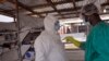 Nouvelle hausse des cas d'Ebola en Afrique de l'Ouest 