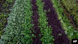 A variety of lettuce grows on a floating farm known as a "chinampa" in Xochimilco, Mexico City, July 13, 2017.