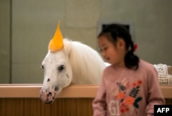 FILE - A girl poses in front of a horse in a stable at the Horse Culture Museum, part of an equestrian-themed town in Jiangyin, Jiangsu province, some 200 kilometers northwest of Shanghai, China, Oct. 20, 2018.