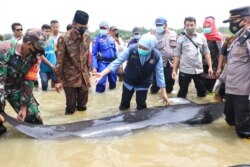Gubernur Jawa Timur, Khofifah Indar Parawansa, turut memantau proses penyelamatan paus pilot yang terdampar di perairan Bangkalan. (Foto: Courtesy/Humas Pemprov Jawa Timur).