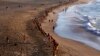 Hiu Putih Ganggu Perairan Australia, Pantai Newcastle Ditutup