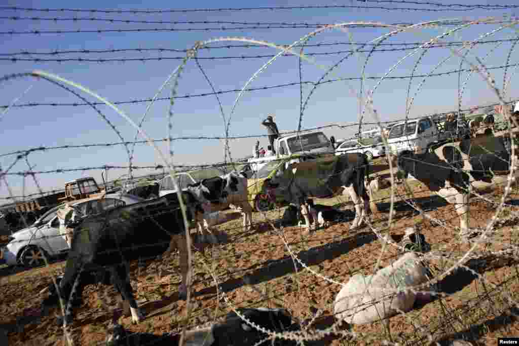 Syrian Kurds with their livestock wait behind a border fence near the southeastern town of Suruc in Sanliurfa province, Sept. 22, 2014.