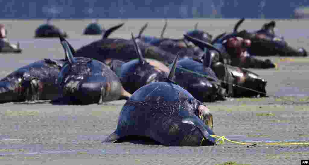 뉴질랜드 남섬 북부 해안에 몰려든 둥근머리돌고래들이 죽어있다.