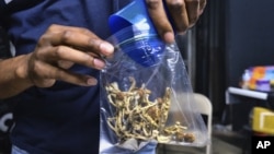 In this Friday, May 24, 2019 photo a vendor bags psilocybin mushrooms at a cannabis marketplace in Los Angeles. (AP Photo/Richard Vogel)