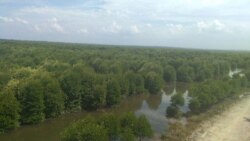 Kawasan hutan bakau atau mangrove di Desa Lubuk Kertang, Kecamatan Brandan Barat, Kabupaten Langkat, Sumatera Utara. (Courtesy: KLHK)
