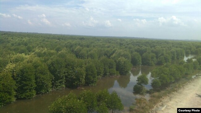 Kawasan hutan bakau atau mangrove di Desa Lubuk Kertang, Kecamatan Brandan Barat, Kabupaten Langkat, Sumatera Utara. (Courtesy: KLHK)