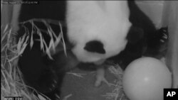 8月23日，大熊貓美香在華盛頓國家動物園產下一頭幼熊