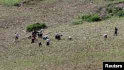FILE - North Koreans farm in the field, along the Yalu River, in Sakchu county, North Phyongan Province, North Korea, June 20, 2015.