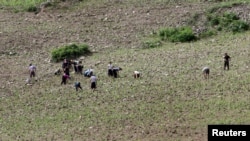 North Koreans farm in the field, along the Yalu River, in Sakchu county, North Phyongan Province, North Korea, June 20, 2015.