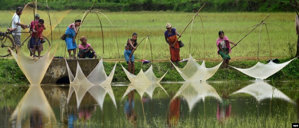 Indian villagers catch fish in Goalpara district of Assam state, India.