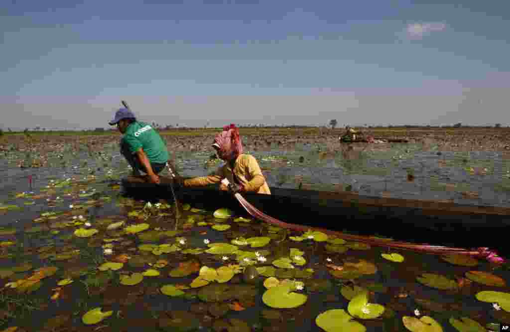 A Cambodian family collects water lilies from O-Treng lake to sell at a market, in Kampong Speu province, some 45 kilometers (28 miles) southwest of Phnom Penh. Locals purchase the lilies as an ingredient for soup. 