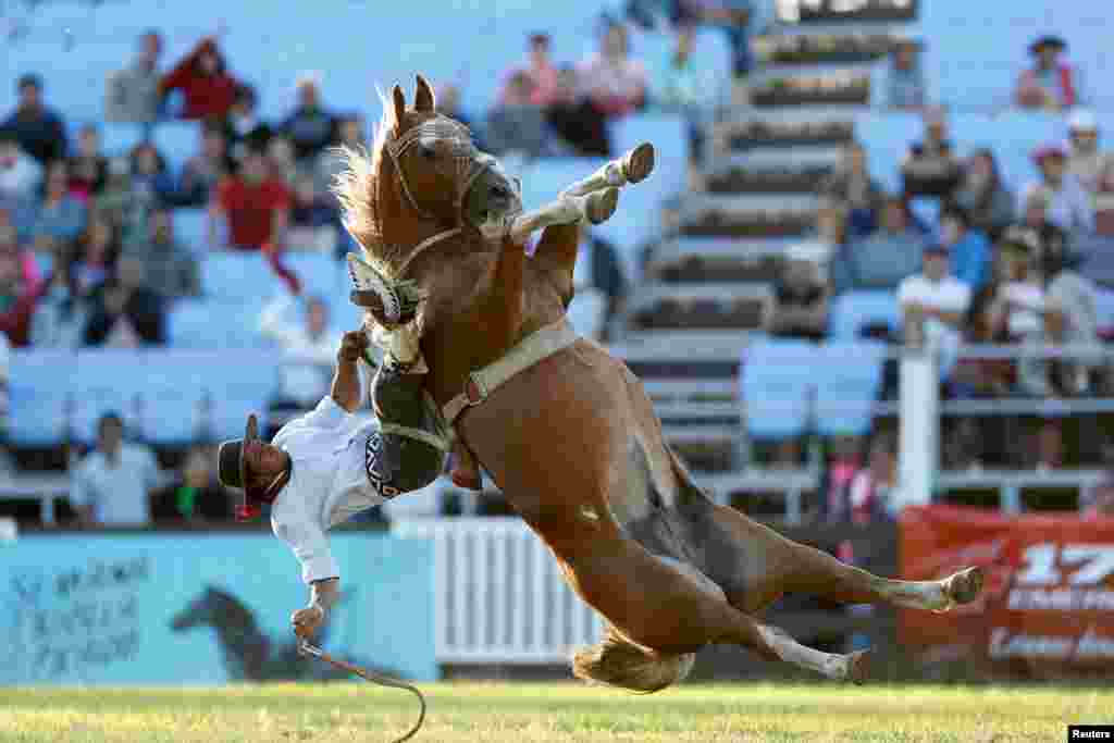 A gaucho rides an untamed horse during Creole week celebrations in Montevideo, Uruguay, March 27, 2018.