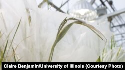 Rice plants being studied to increase photosynthesis. (Credit Claire Benjamin/University of Illinois)