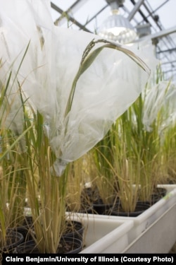 Rice plants being studied to increase photosynthesis. (Credit Claire Benjamin/U. of Illinois)