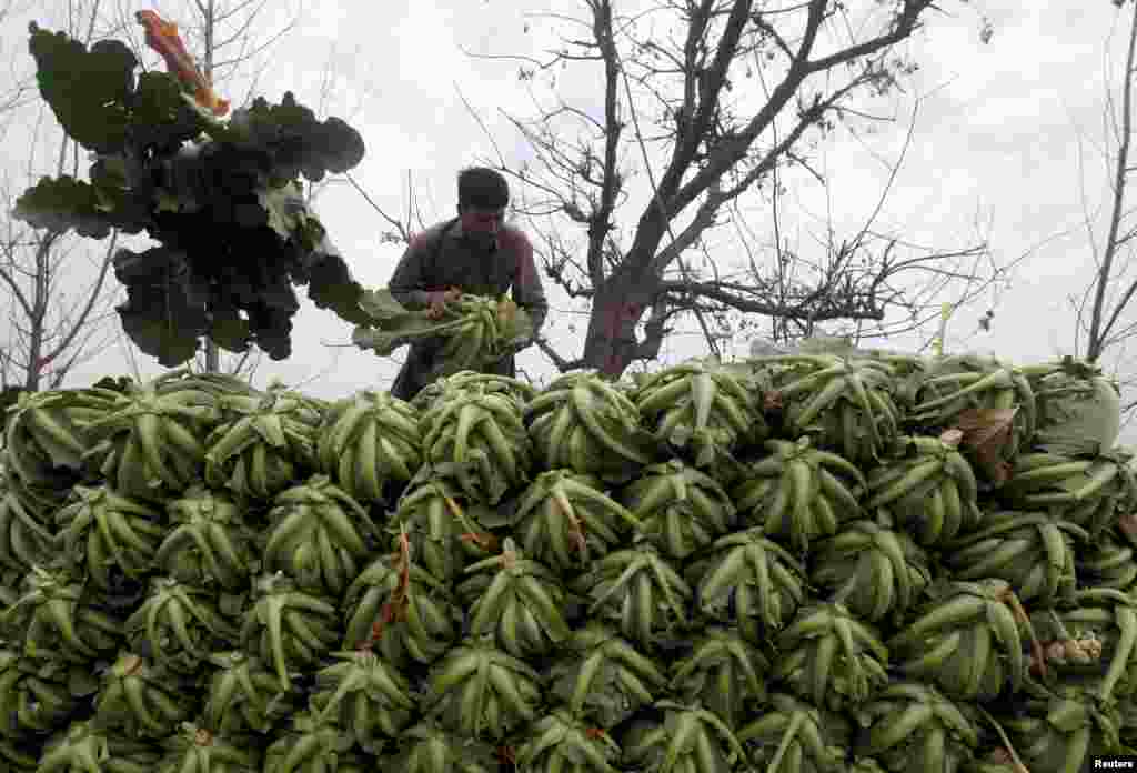 A farm worker stacks cauliflower on a truck outside Peshawar, Pakistan.