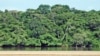Deforestation Threatens Central Africa Pygmyes