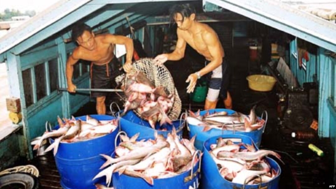 Một cơ sở nuôi cá tra ở An Giang, Việt Nam.