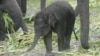 Protecting Asian Elephants 