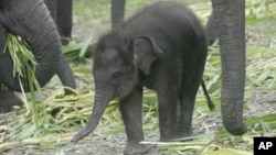 Endangered elephants in Indonesia