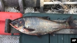 This June 22, 2017, file photo provided by the Illinois Department of Natural Resources shows a silver carp that was caught in the Illinois Waterway, approximately nine miles away from Lake Michigan.