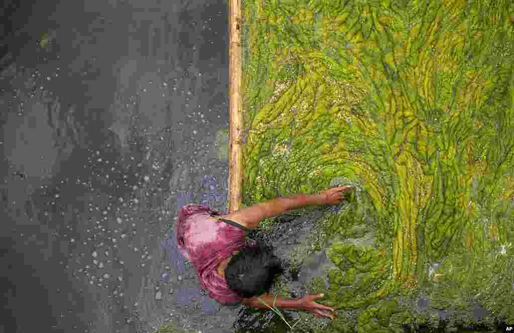 Seorang pekerja Nepal membersihkan ganggang di kolam Kamal Pokhari di Kathmandu, Nepal. Kolam Kamal Pokhari adalah salah satu kolam tertua, dan sedang menjalani restorasi. (Foto: AP)