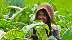 Cukai Hasil Tembakau dinilai belum bermanfaat banyak bagi petani. (Foto: Courtesy/APTI)