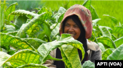 Cukai Hasil Tembakau dinilai belum bermanfaat banyak bagi petani. (Foto: Courtesy/APTI)