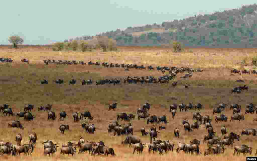 Wildebeests cross the Mara River during their migration to greener areas, in the Maasai Mara game reserve, Kenya, Aug. 9, 2020.