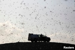 FILE - Locusts fly near a car belonging to experts as they map the swarms of locusts near Kmehin in Israel's Negev desert, March 5, 2013.