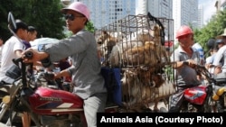 FILE - Dogs jumbled in cages are on the way to the market, Yulin, China.