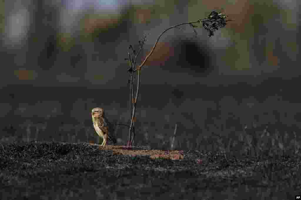 An owl stands in a field after a fire, near the neighborhood Jardim Mangueiral, 20 kilometers from Brasilia, Brazil, September 17, 2019.