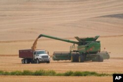 FILE - A combine transfers wheat into a grain truck, near Pullman, Wash., Aug. 5, 2021. Across eastern Washington, a drought the National Weather Service classified as "exceptional" devastated what is normally the fourth largest wheat crop in the nation.