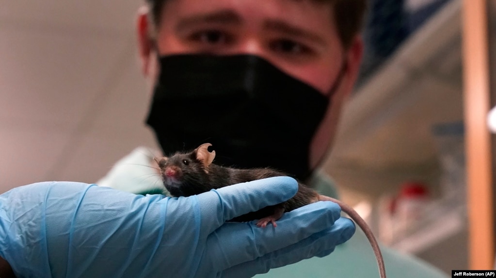 A research assistant holds up a mouse for Jake Litvag to see. The 16-year-old visited the lab at Washington University in St. Louis. Doctors there are using the mice and Jake’s genes to study a rare form of autism, December 15, 2021. (AP Photo/Jeff Roberson)