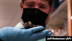 A research assistant holds up a mouse for Jake Litvag to see. The 16-year-old visited the lab at Washington University in St. Louis. Doctors there are using the mice and Jake’s genes to study a rare form of autism, December 15, 2021. (AP Photo/Jeff Roberson)