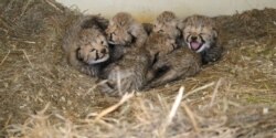 Anak-anak Cheetah lahir baru-baru ini di pusat penelitian yang dikelola oleh Kebun Binatang Nasional Smithsonian. (Foto: Courtesy/Smithsonian)