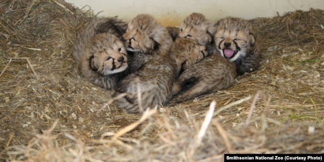 Anak-anak Cheetah lahir baru-baru ini di pusat penelitian yang dikelola oleh Kebun Binatang Nasional Smithsonian. (Foto: Courtesy/Smithsonian)