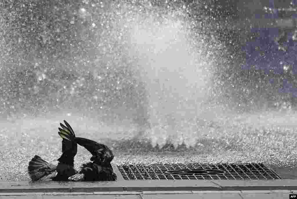 Pigeons cool down in fountains in Antibes, southeastern France. 