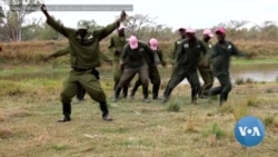 Zimbabwe’s Rescued Wildlife Joins Jerusalema Dance Challenge 