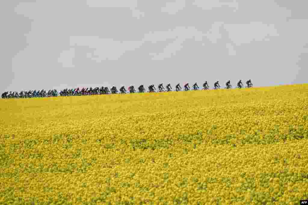 Para pebalap sepeda melewati daerah perkebunan yang diselimuti bunga musim semi warna kuning di kota Binche, Belgia.